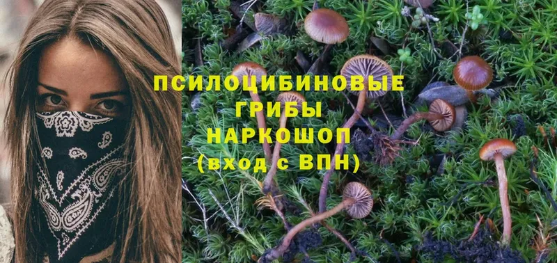 как найти закладки  Болотное  Галлюциногенные грибы MAGIC MUSHROOMS 